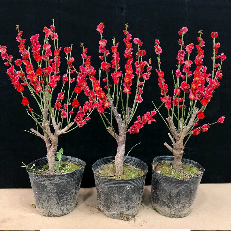 浓香梅花盆栽老桩花卉植物室内四季好养红梅盆景绿梅树苗腊梅花苗