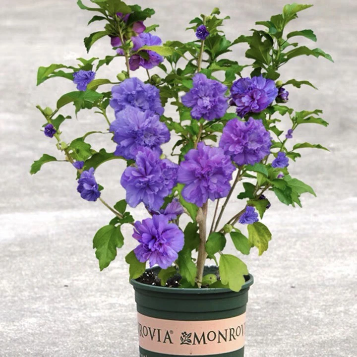 耐寒植物庭院阳台盆栽地栽种植重瓣木槿花蓝莓冰沙紫玉薄荷红酒管