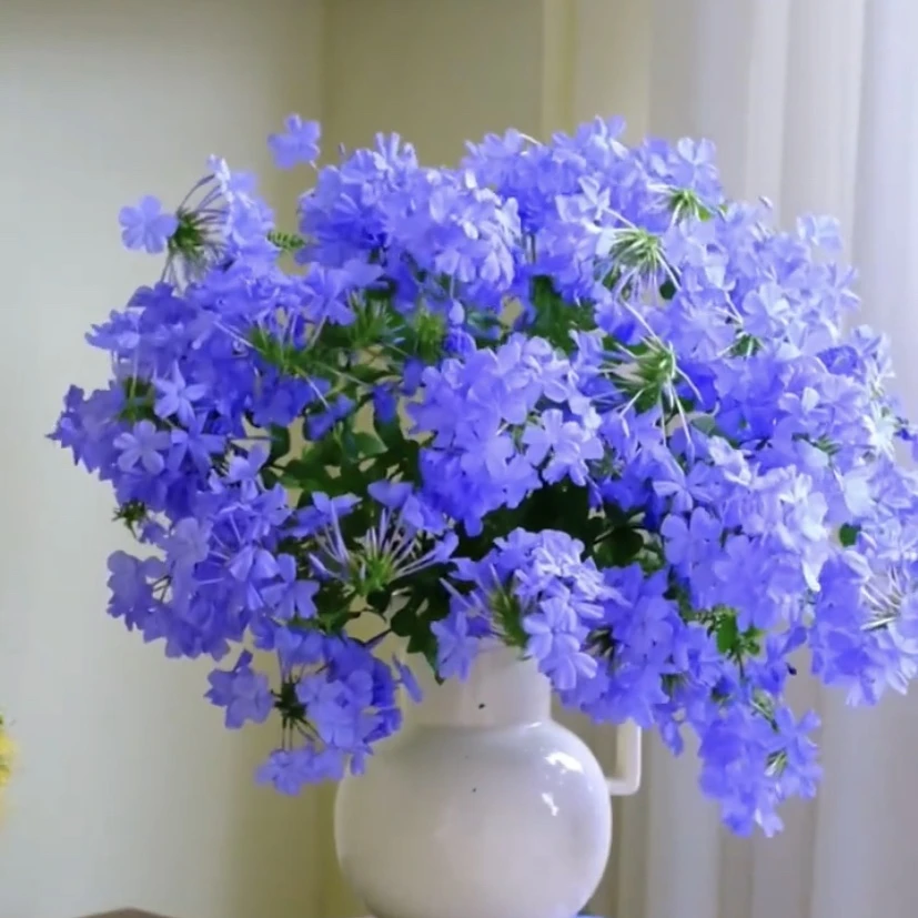 庭院阳台种植花卉绿植 蓝雪花 可爬藤可灌木 开花机器