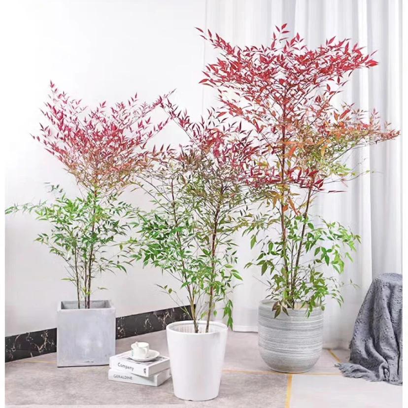 耐寒植物火焰南天竺也叫红天竺四季常青好养易活盆栽地栽花卉