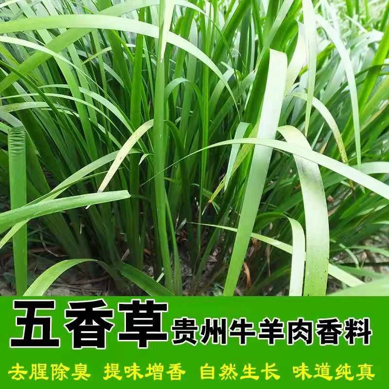 贵州三赖香料五香草食用盆栽新鲜现挖带根发货各种肉去腥500g包邮