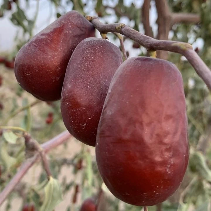 新疆和田大枣特级一级混合枣2/5斤 （大果和特大果混合）