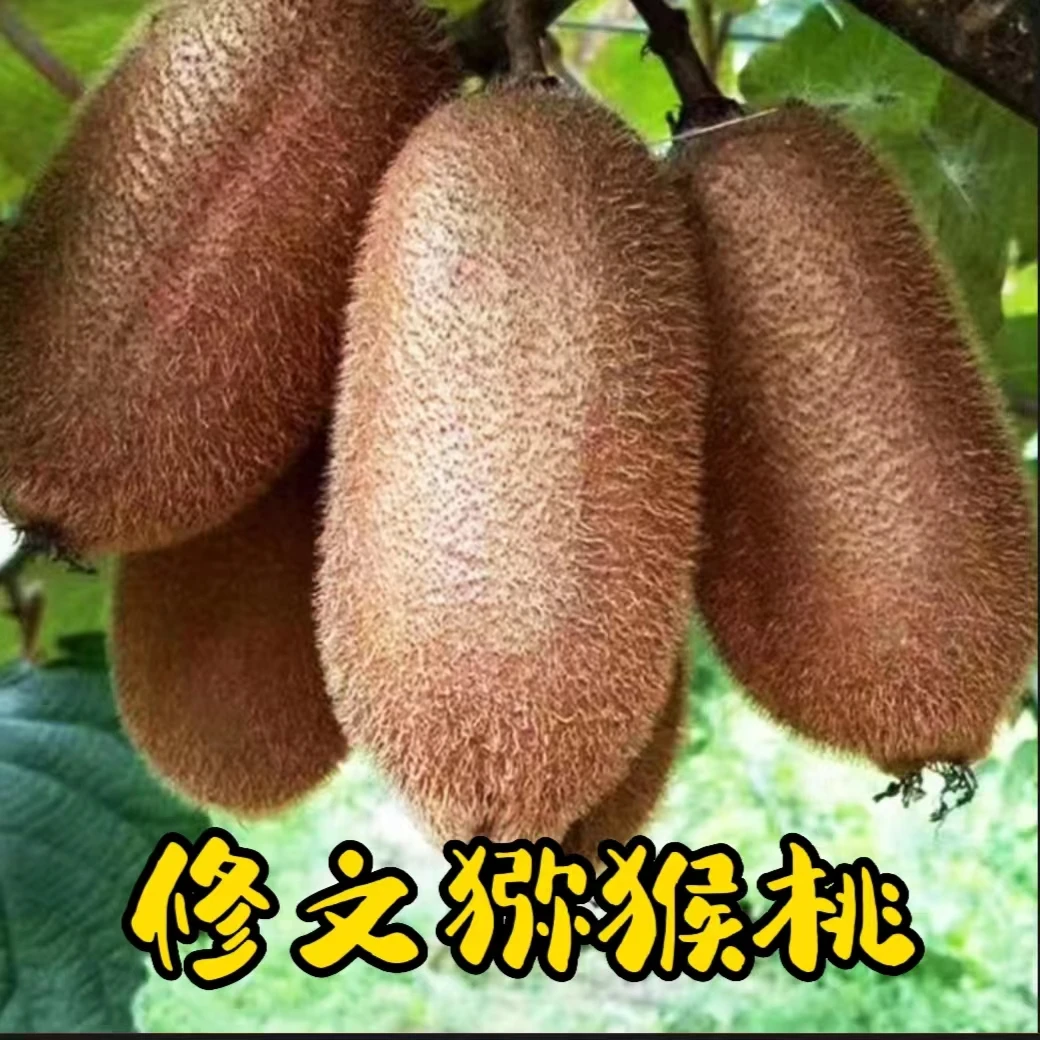 【小萍专属】修文猕猴桃新鲜当季绿心奇异果香甜软糯邮政生鲜5斤9斤
