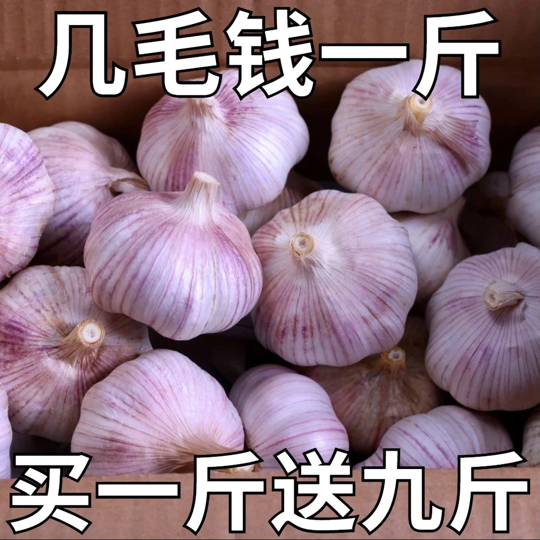 【抢购中】山东大蒜头1/3/5斤批发新鲜干蒜非紫皮红皮种大蒜批发