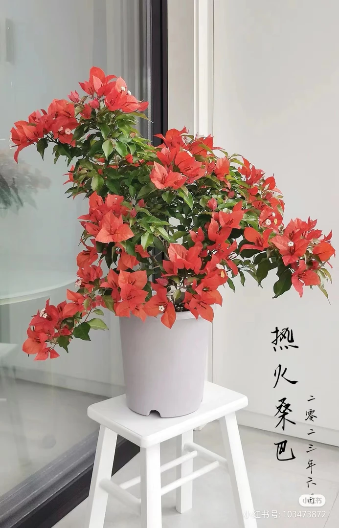 三角梅【热火桑巴桑巴橙紫红桑巴】阳台庭院勤花开花品种