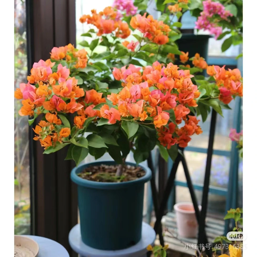 七夕节三角梅【绿叶橙】浪漫盆栽橙粉爱马仕橙带花发货花卉室内盆栽