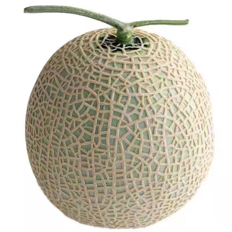 【3颗】网纹哈密瓜  3颗  仅限大同平城区云冈区可拍