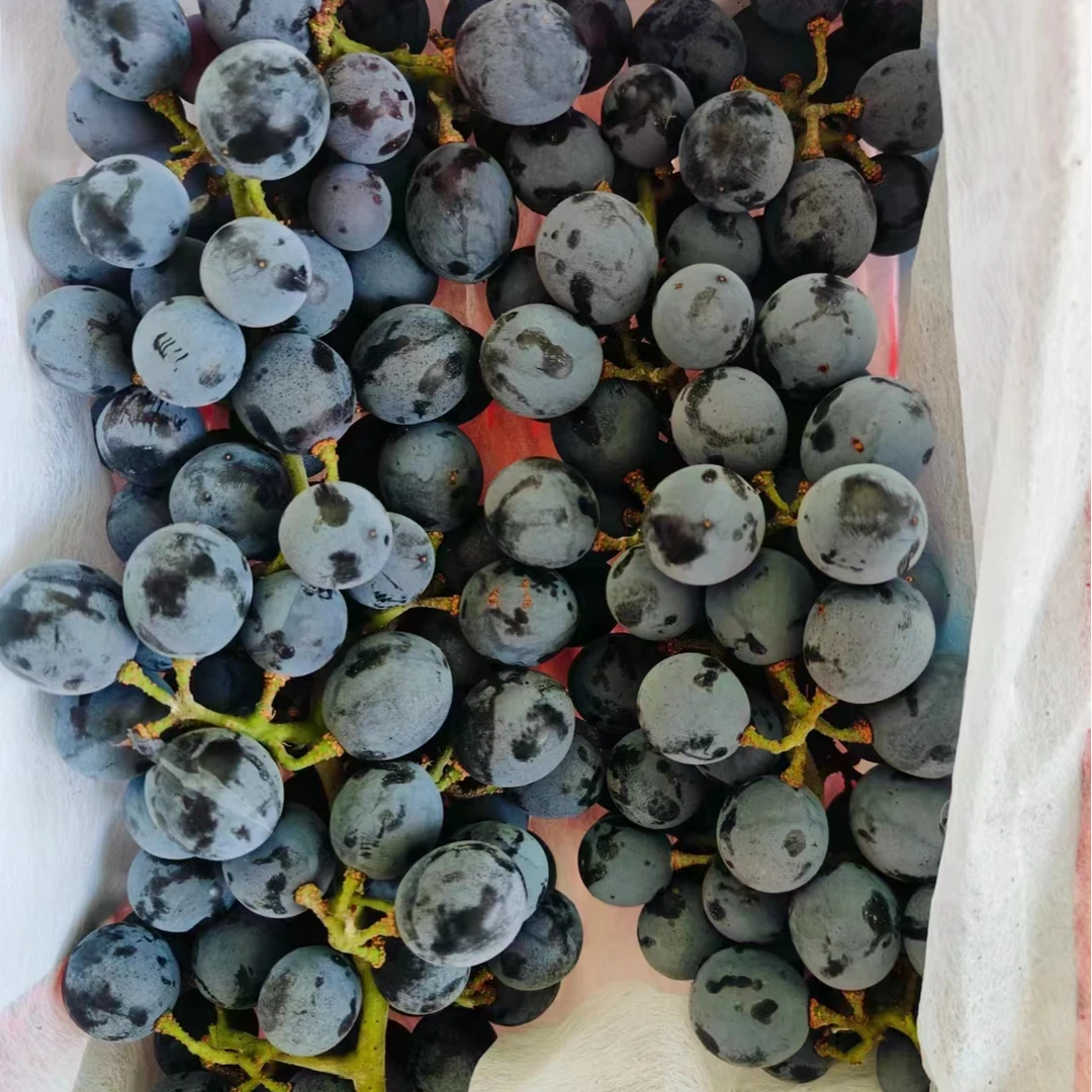 【框】香甜蓝莓葡萄 一筐 仅大同市平城区云冈区可拍