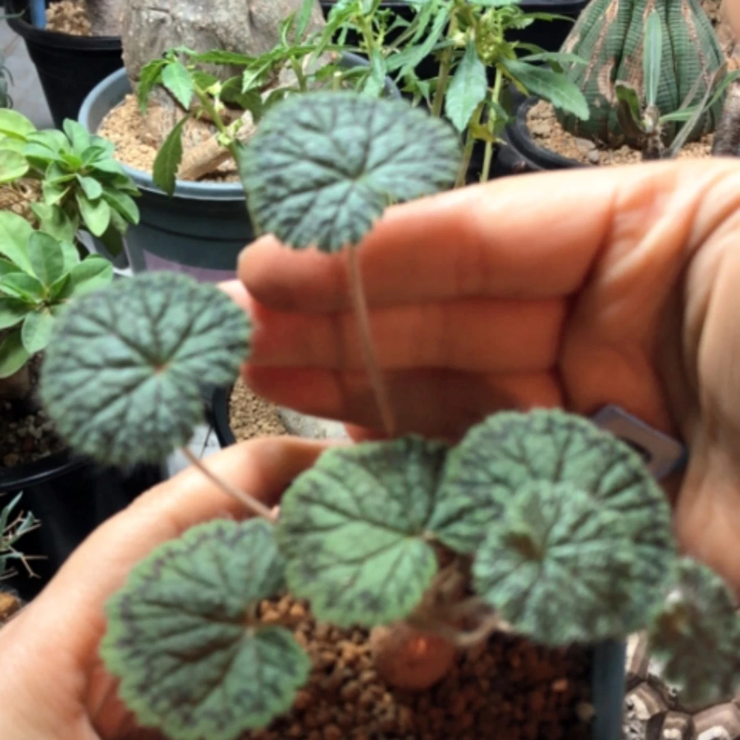 【闪购商品】圆叶洋葵210