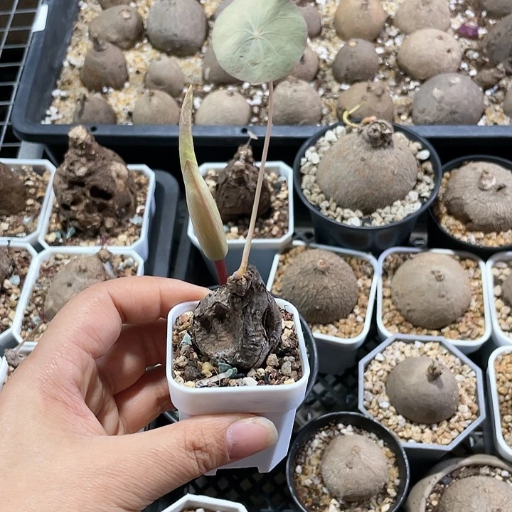 二*一叶龟556仙人掌