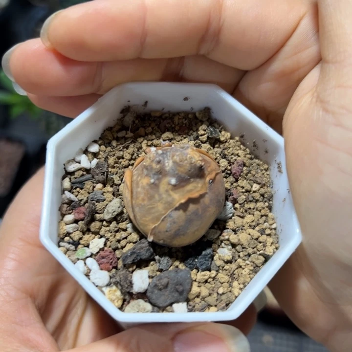 开普敦厚墩菊566仙人掌仙人球