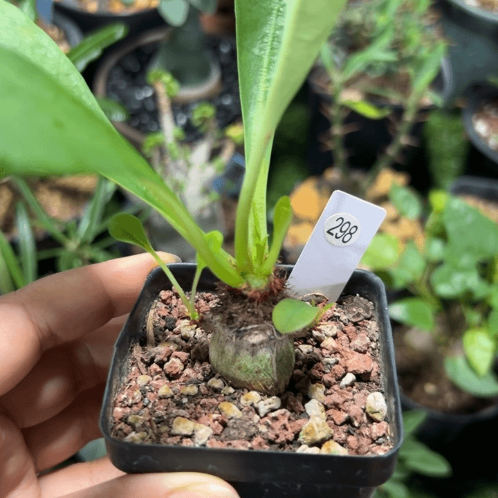 象鼻大戟298ddhjn
