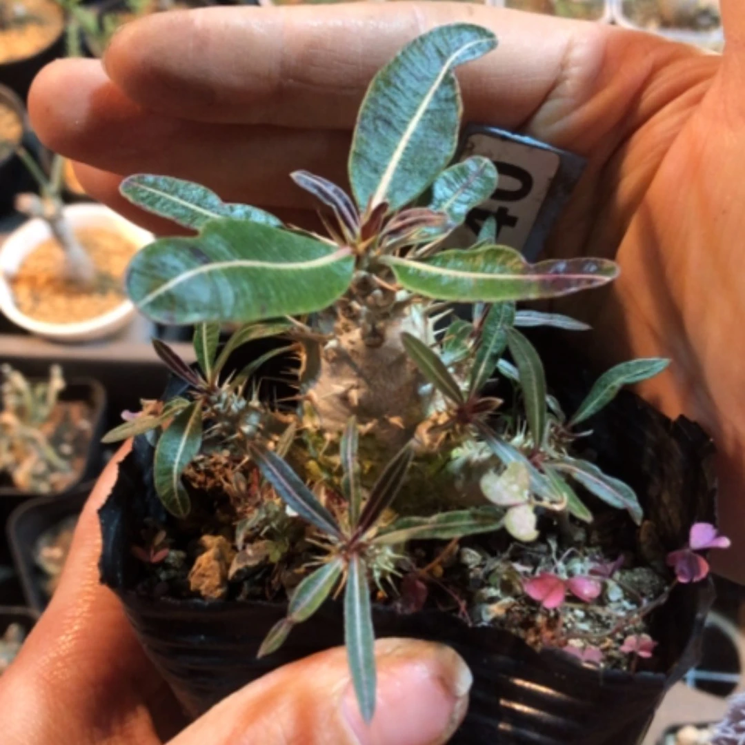 【闪购商品】莲座棒槌