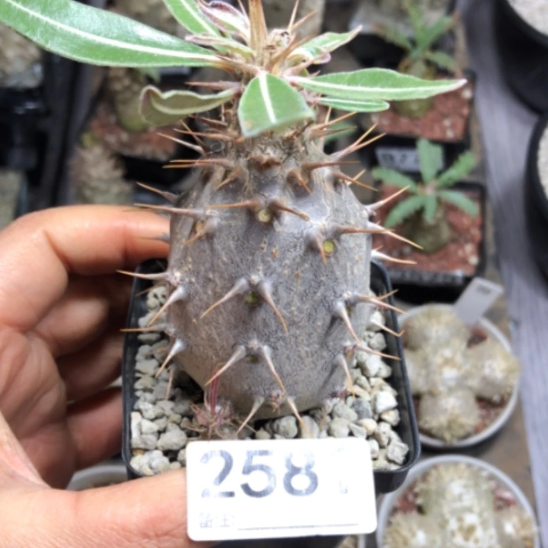 【闪购商品】2581 凯帝