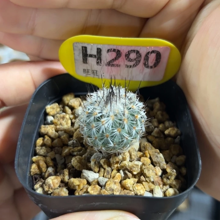 赤花美针玉290gfxhj