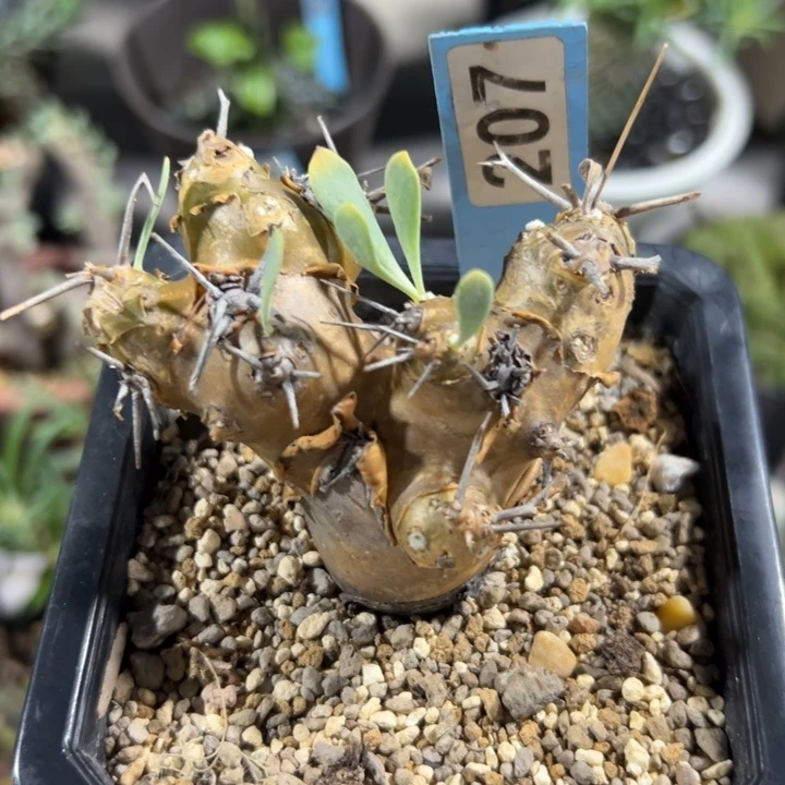 刺烛厚墩菊207仙人掌