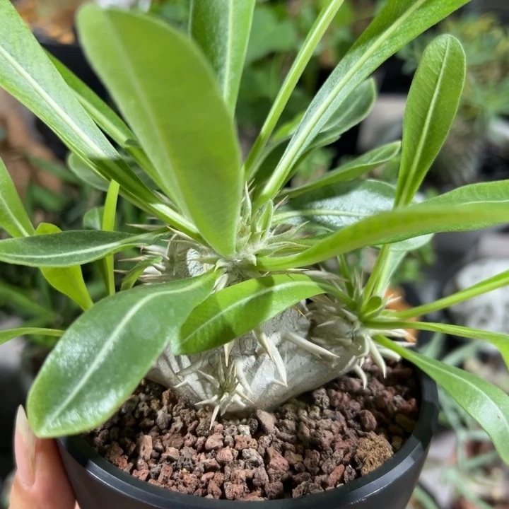 象牙玉566仙人球