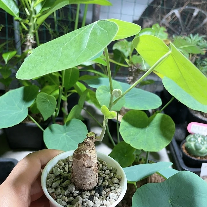 毛叶龟甲火桐556仙人掌