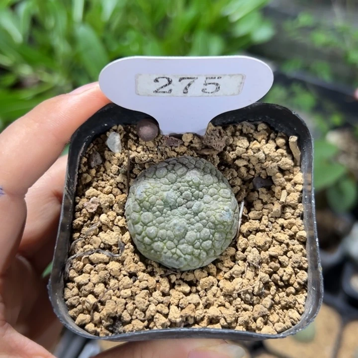 凝蹄玉275仙人掌
