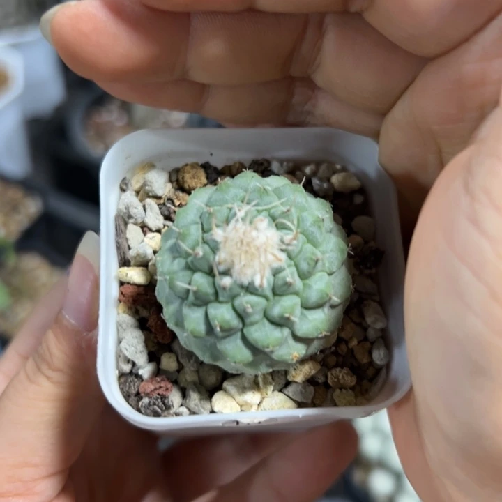 实生菊水111仙人掌