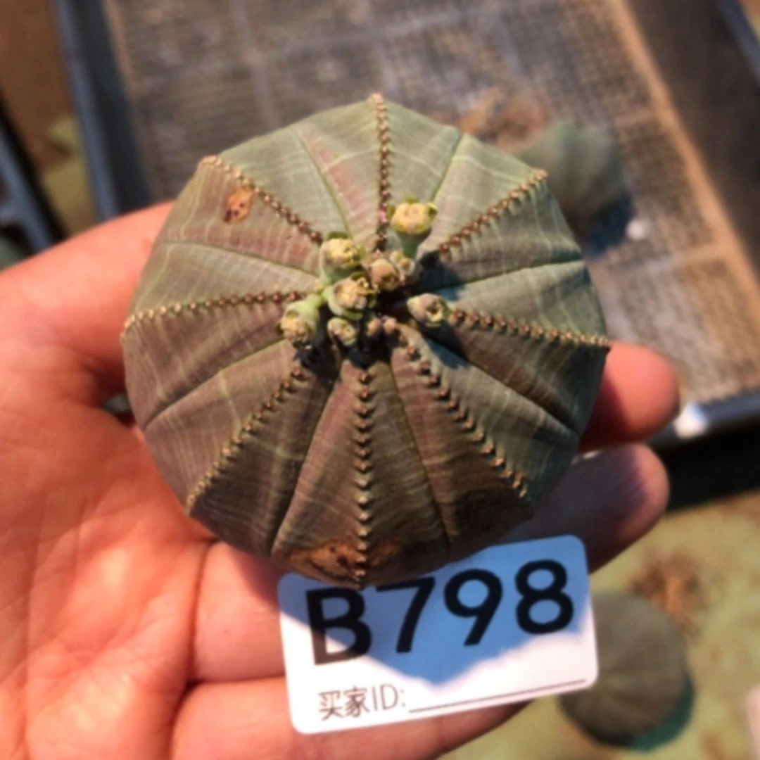 【闪购商品】M****n798欧布