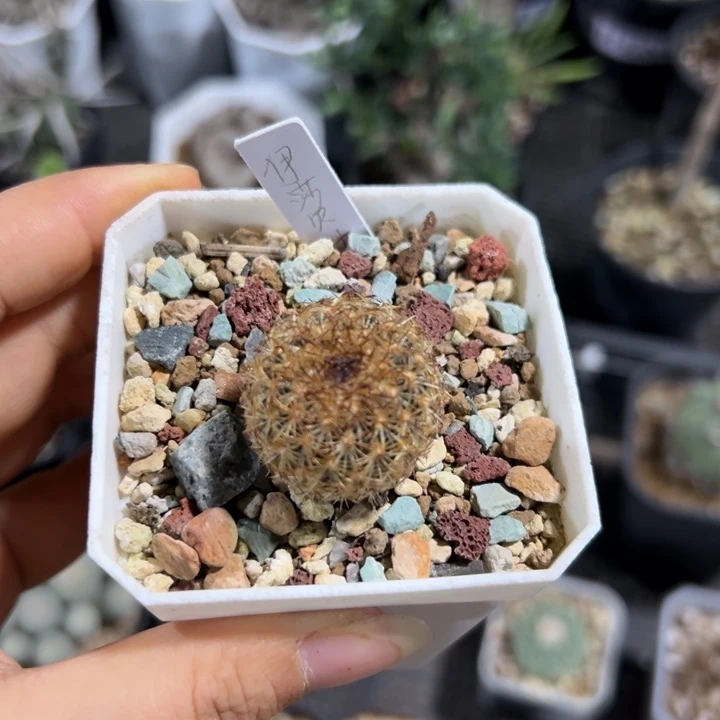 伊莎贝拉566仙人掌仙人球