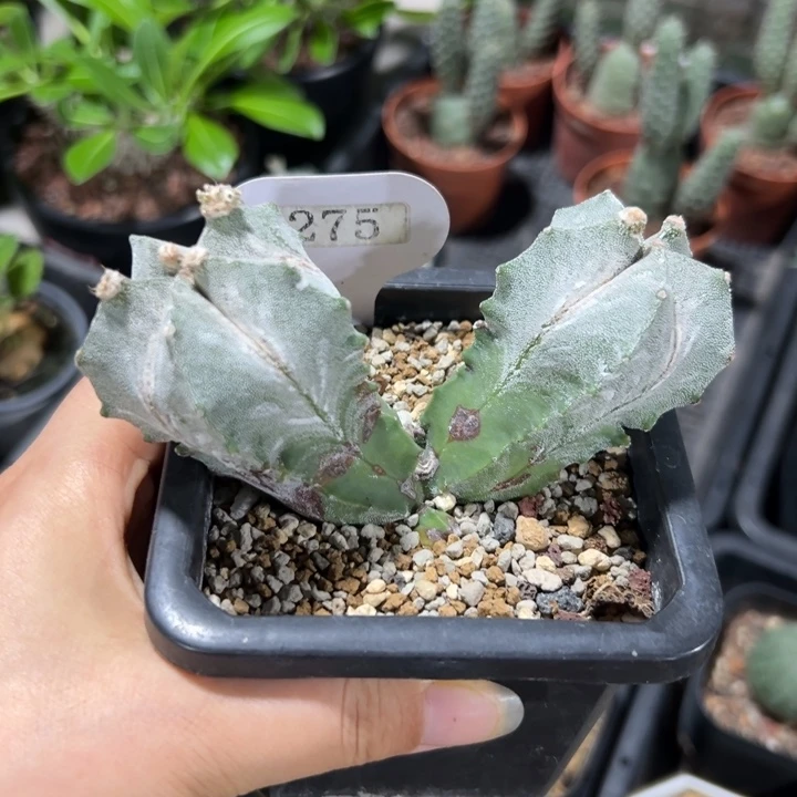 鸾凤石化275仙人掌