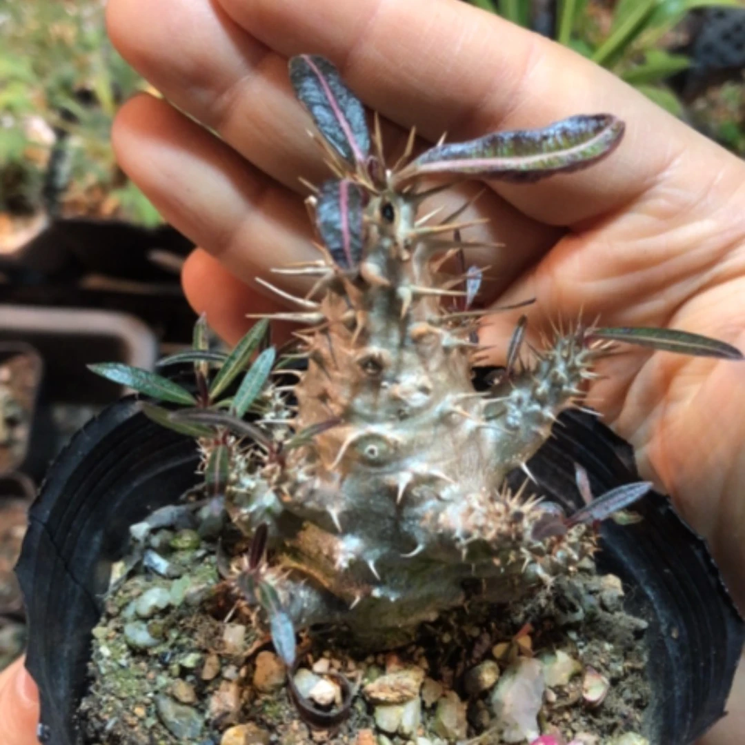 【闪购商品】莲座棒槌