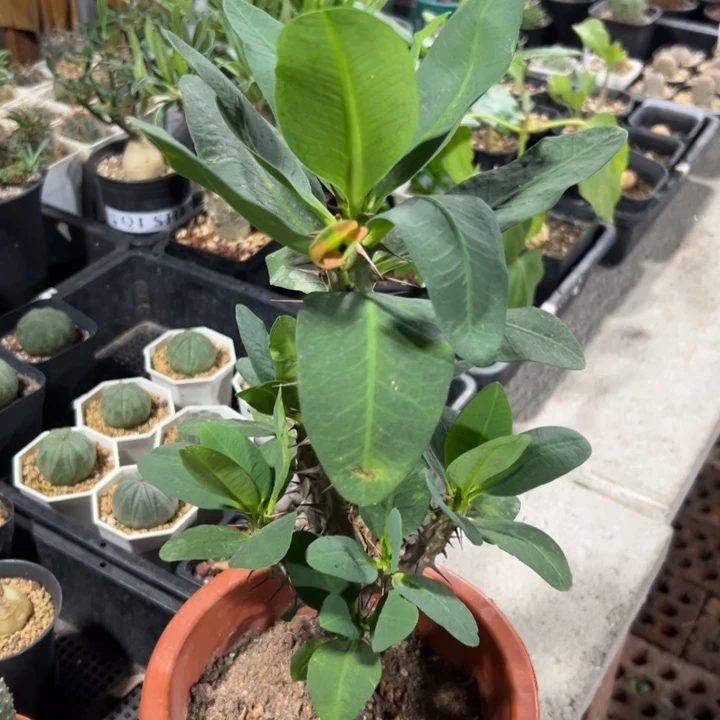 大花虎刺梅566仙人掌