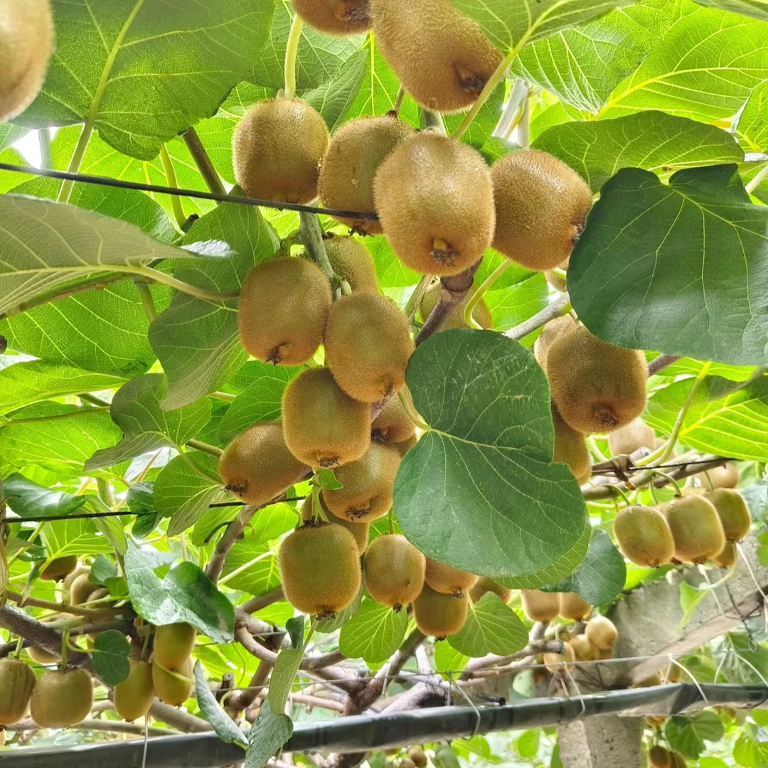 [精选]高山天然香甜绿心猕猴桃