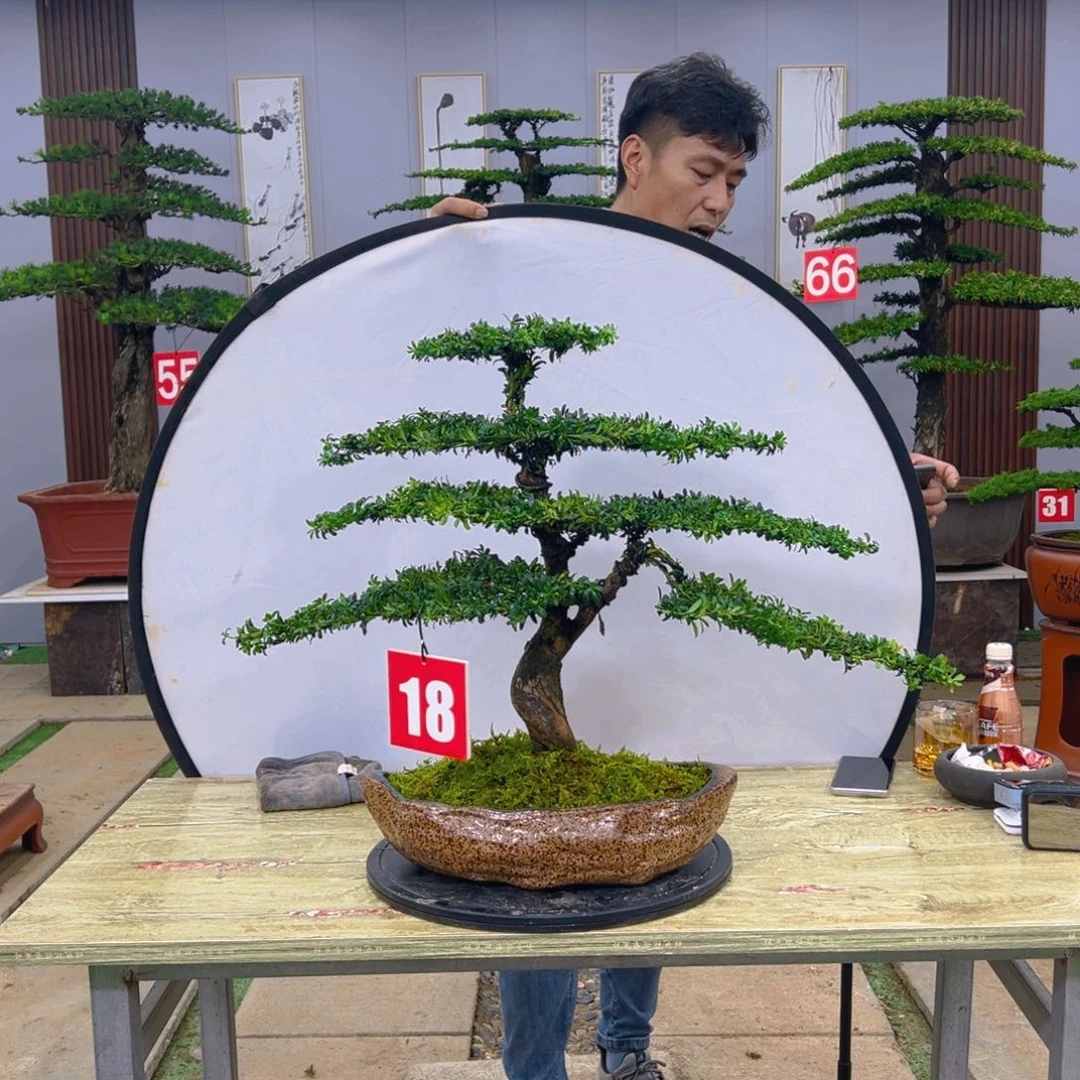 盆景红芽菊花罗汉松