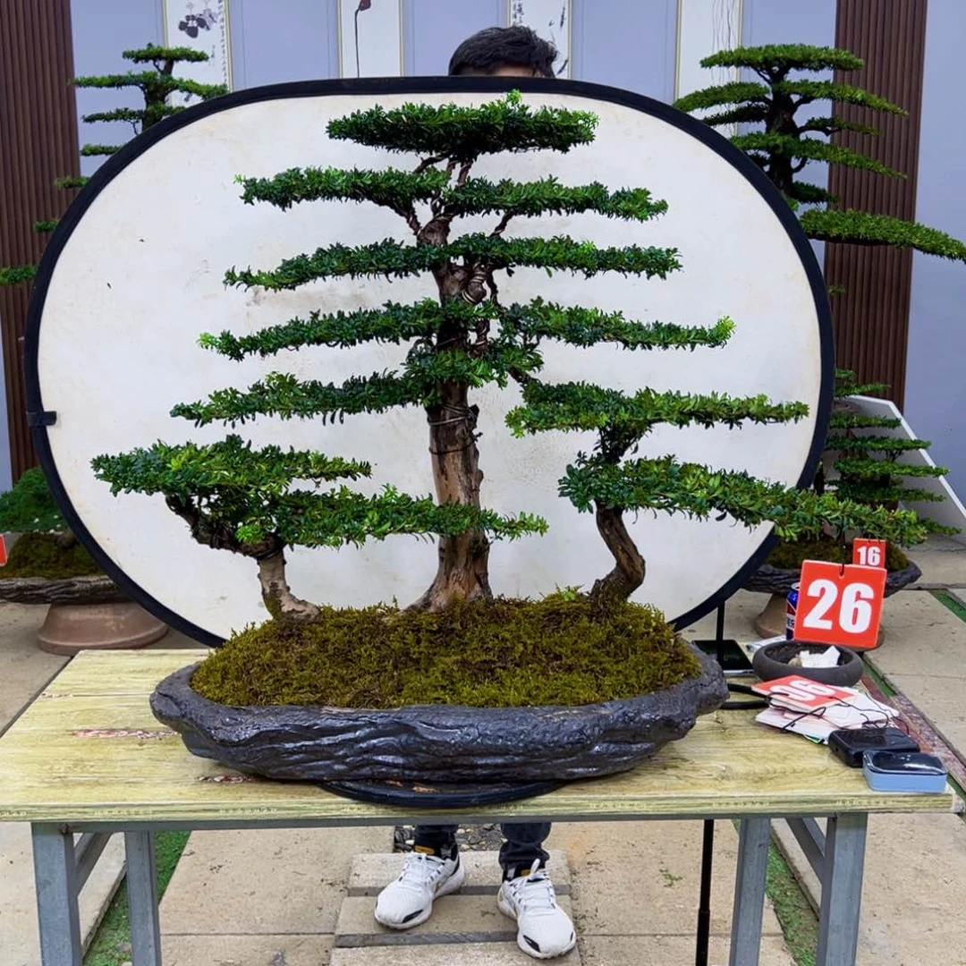 盆景红芽菊花罗汉松盆景