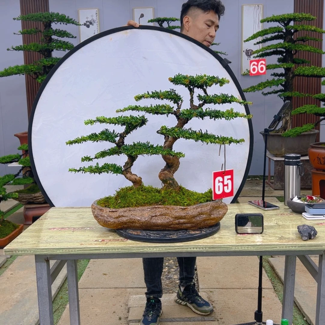 盆景红芽菊花罗汉松