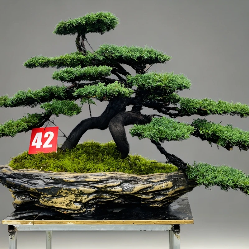 济州真柏    丛林款  一帆风顺  下山迎客