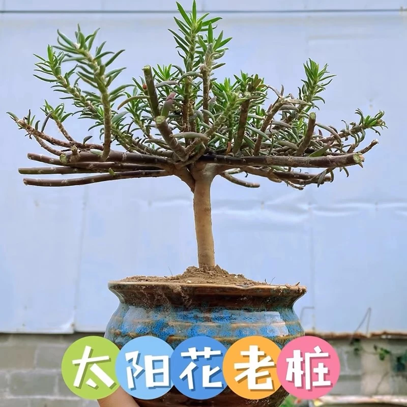 【买一送一】多色重瓣老桩太阳花多年生