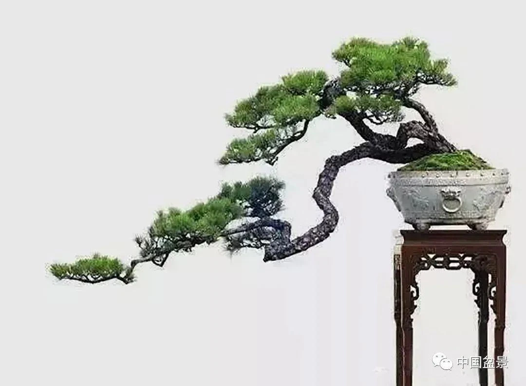 一盆有型的松树盆景素材