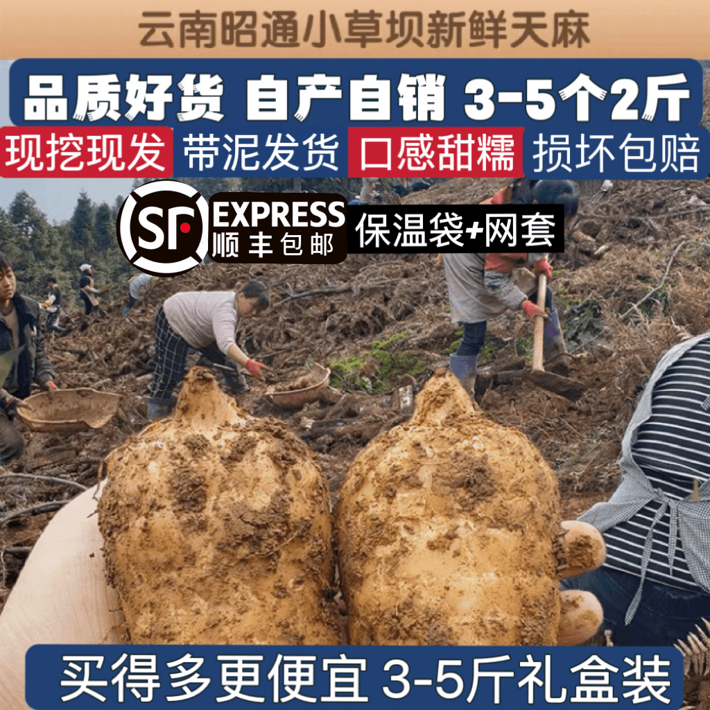 【顺丰包邮】正宗云南昭通小草坝新鲜乌麻现挖带土发1/3/5斤官方