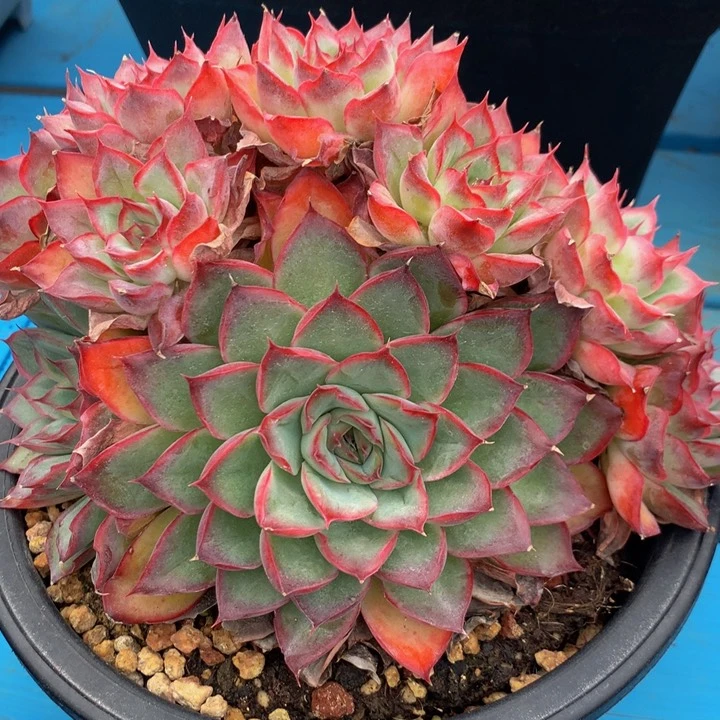 清***行杂交一物一拍