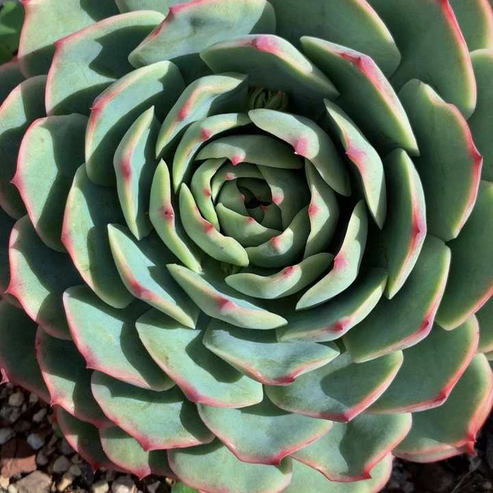 小****2荷花1粉色提示1