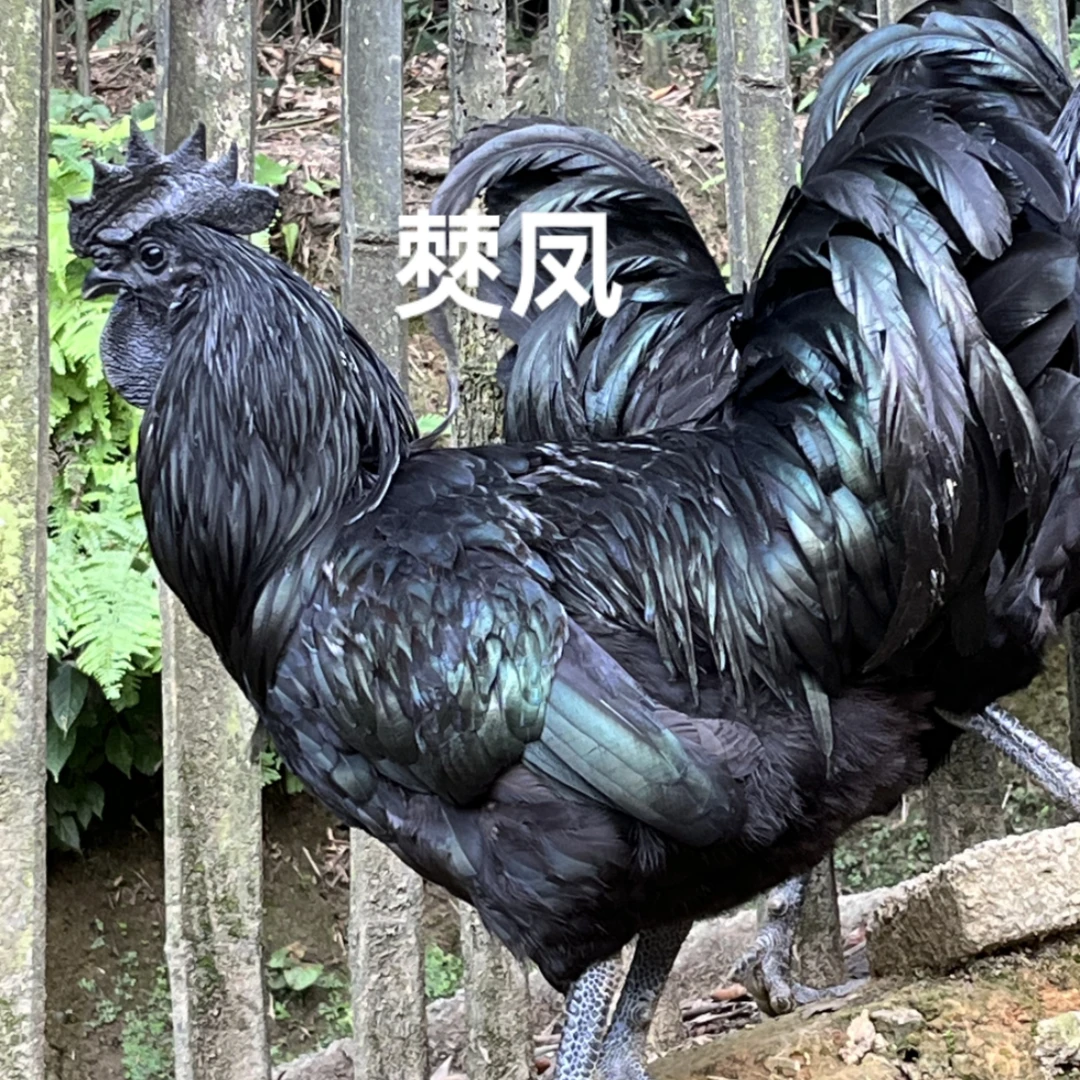 （25天以上）盐津僰鳯高纯乌鸡10只起
