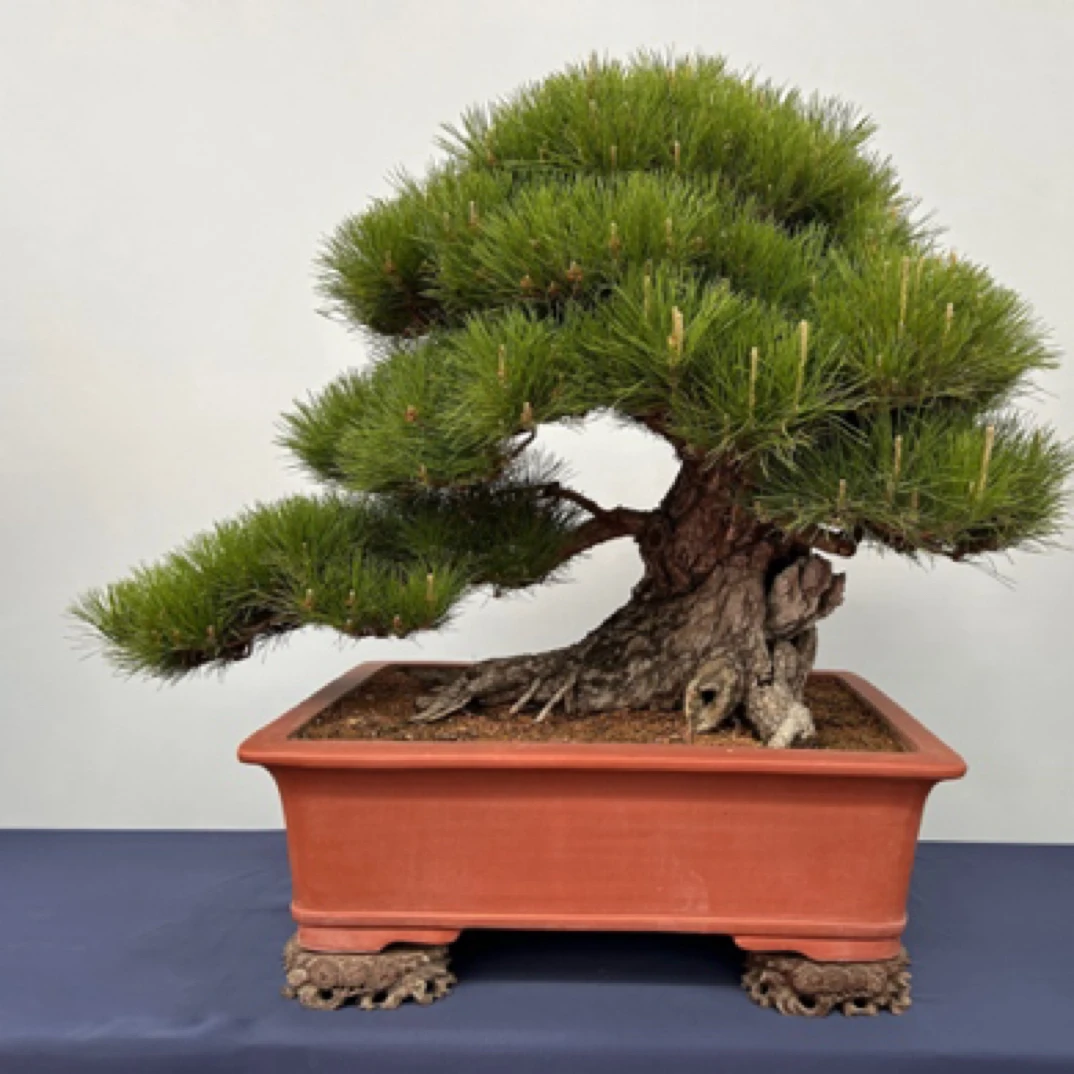 矮霸迎客松黑松石楠花（一物一拍）老盆口素材桩松柏造型老桩盆景