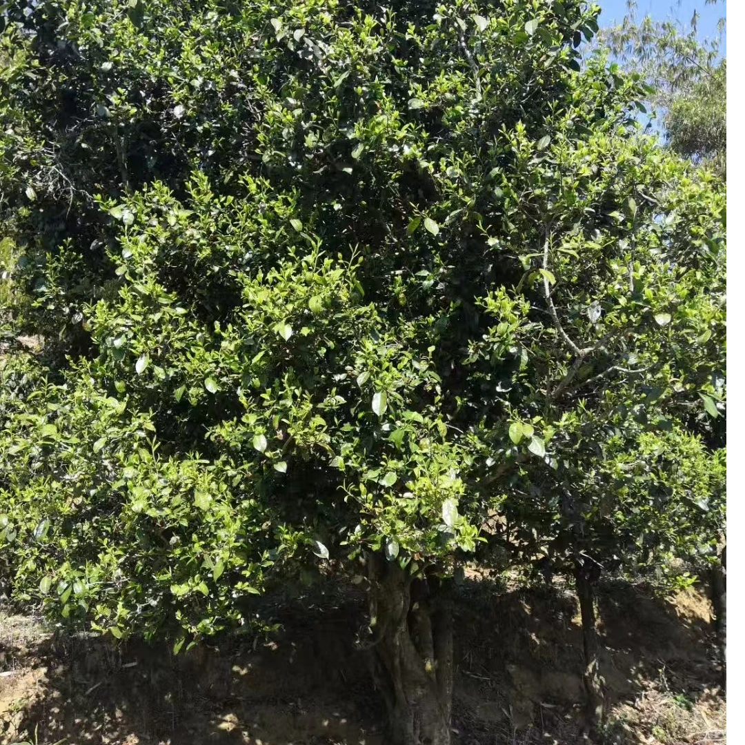 董韵茶香丙山姊妹通用链接2025年黑条子单株