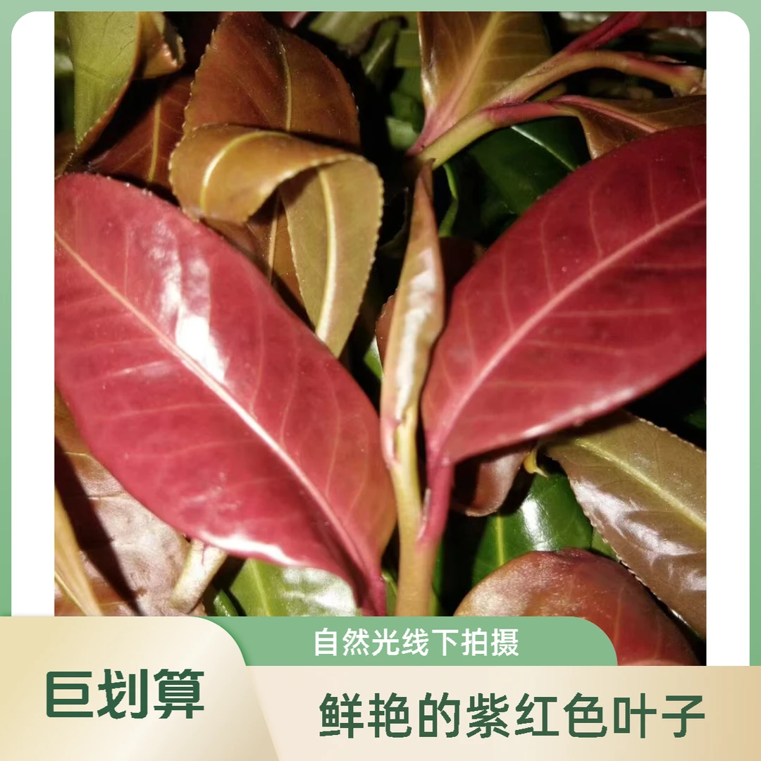 董韵茶香晒红2024年野生古树