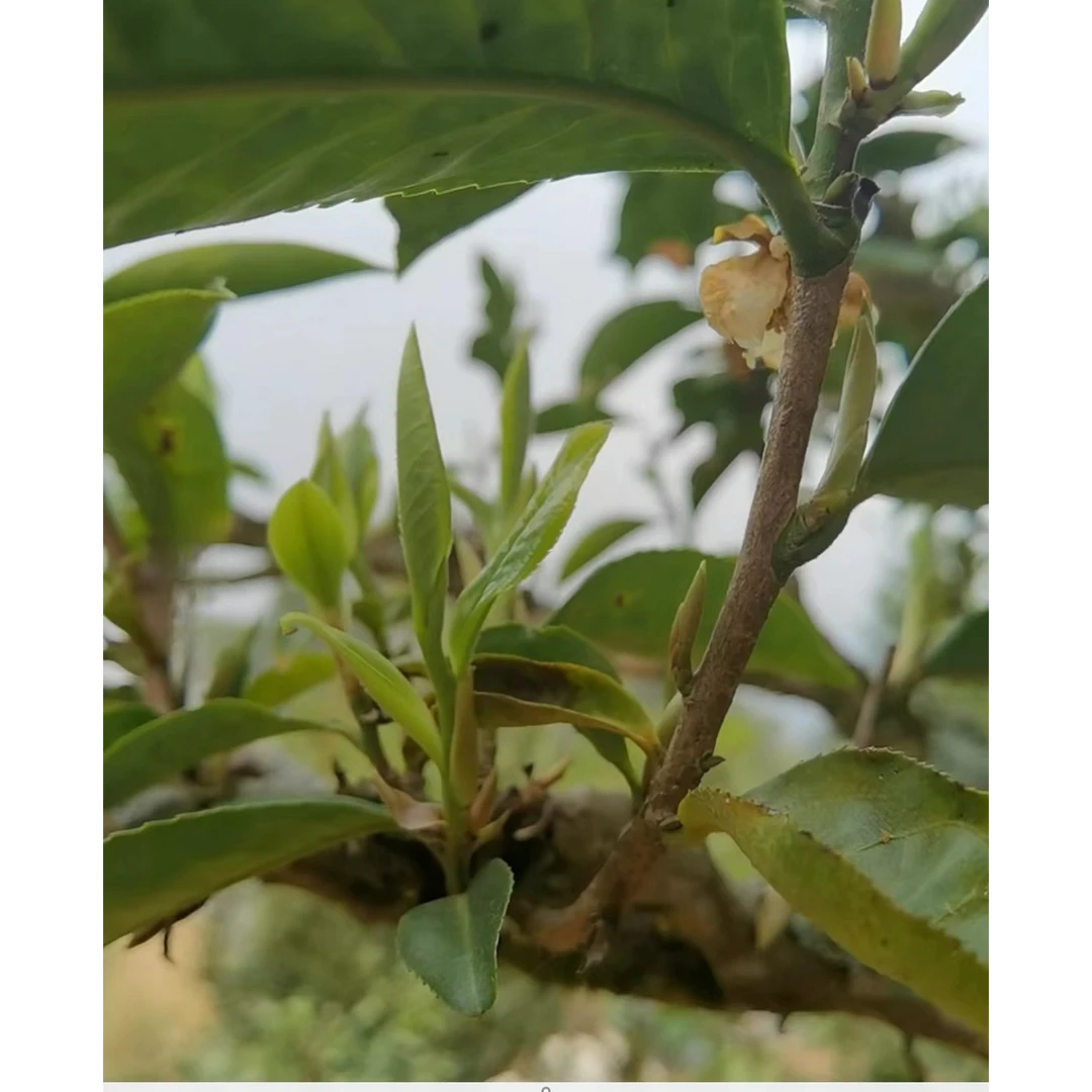 董韵茶香丙山姐妹紫芽白茶