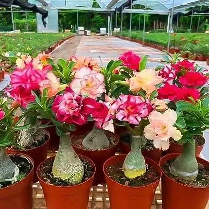 老桩沙漠玫瑰原盆原土迷你室内客厅花卉绿植盆栽