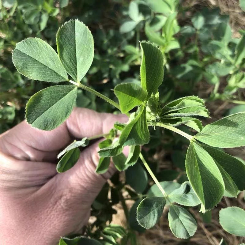 白三叶 护坡绿肥