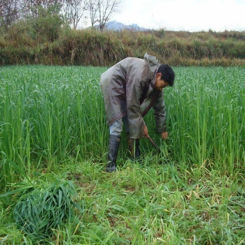 冬牧70黑麦草 冬天耐寒性强