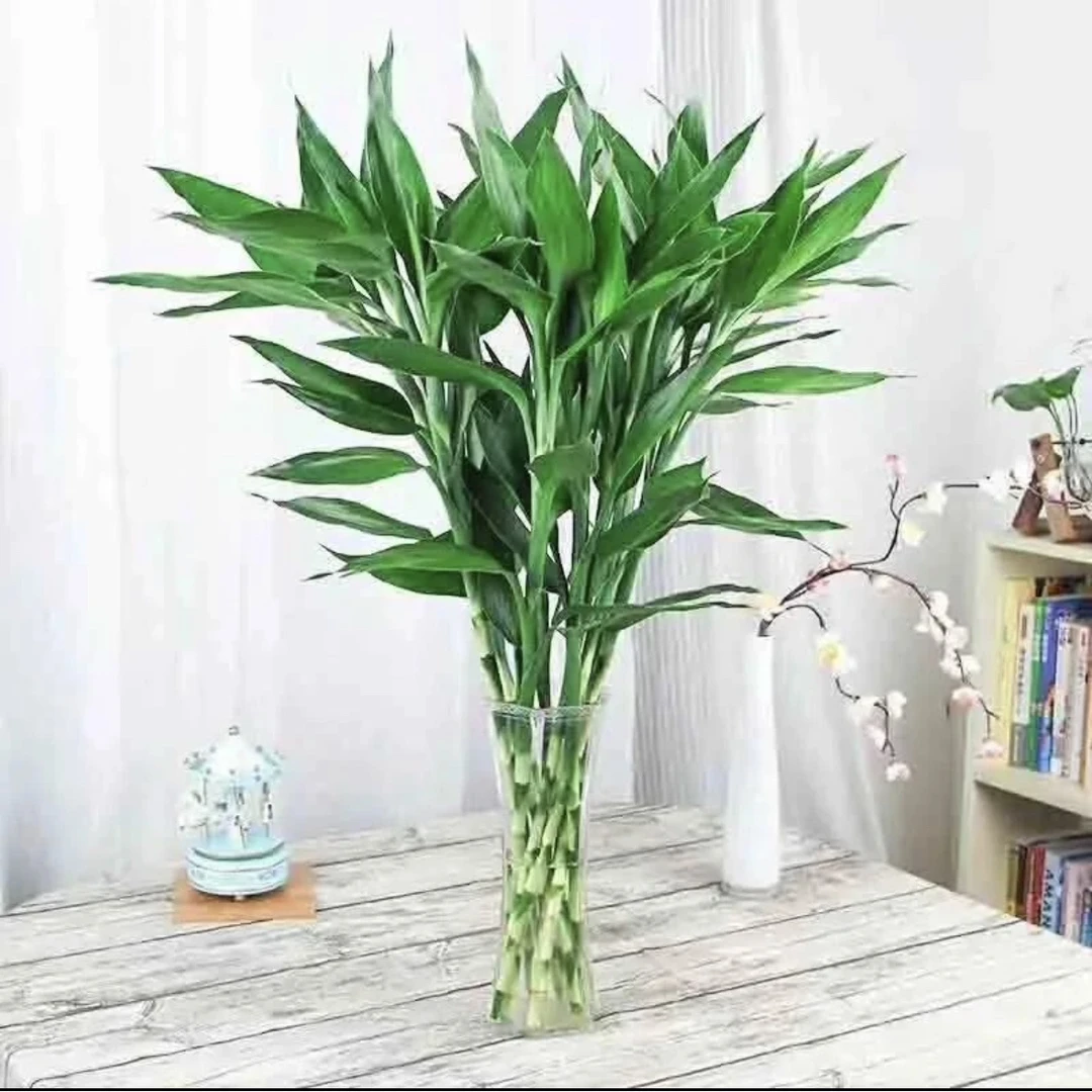 【富贵竹十棵】好养水养客厅水培粗枝盆栽室内富贵竹客厅绿植大盆栽