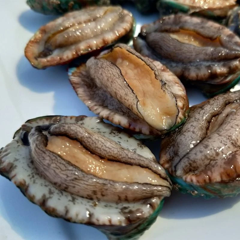 特价鲜活小鲍鱼3只