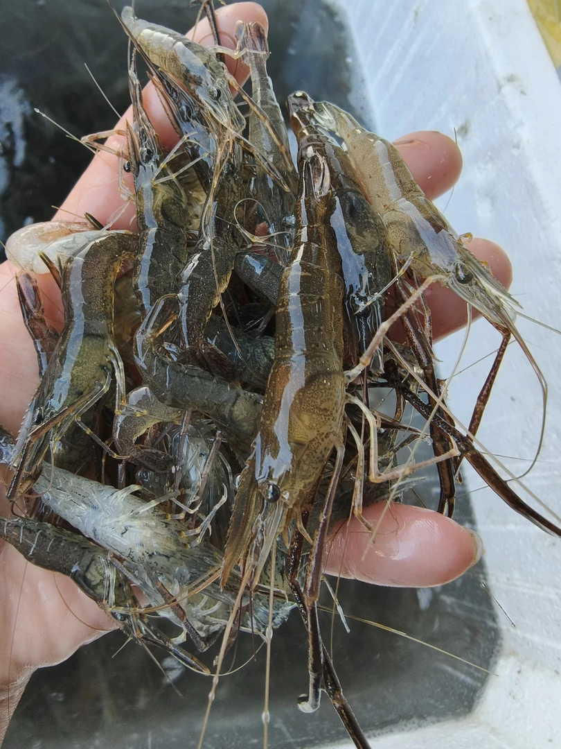 白洋淀鲜活大河虾1斤